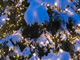 Christmas lights thumbnail